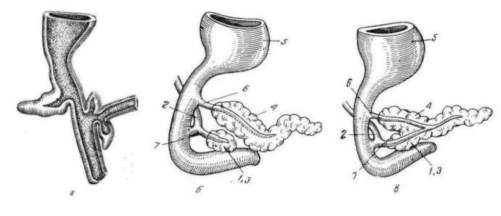Поджелудочная железа (анатомия, эмбриология)