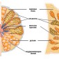 Молочная железа (анатомия) Иллюстрация 1