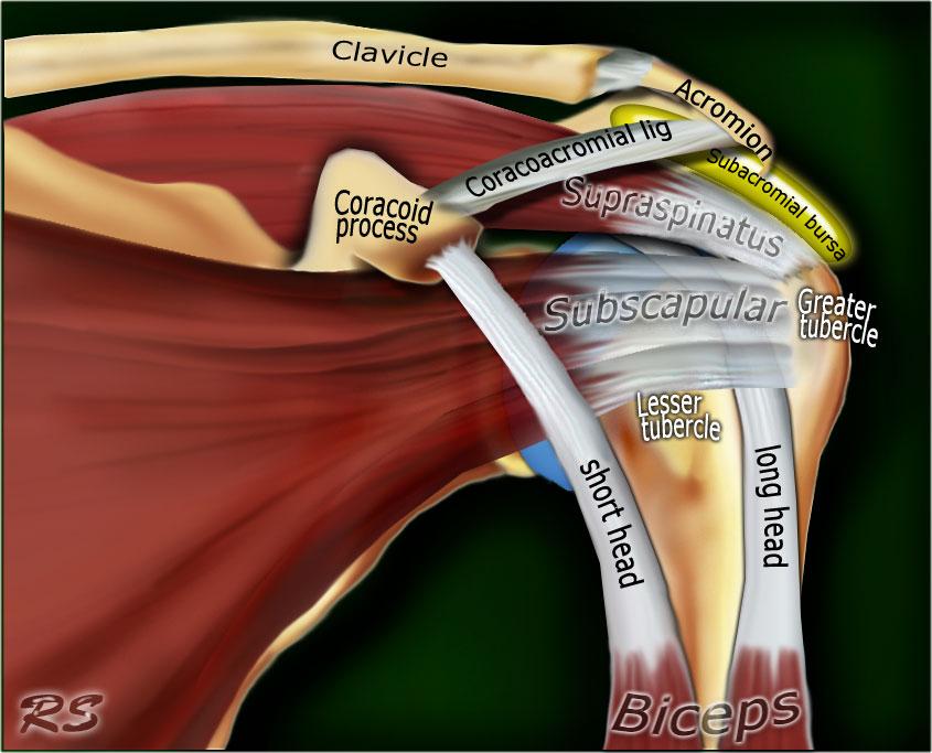 Анатомия плечевого сустава при мрт