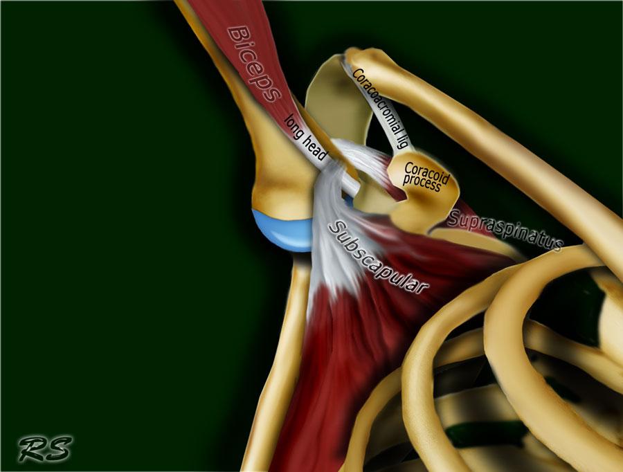 Анатомия плечевого сустава при мрт