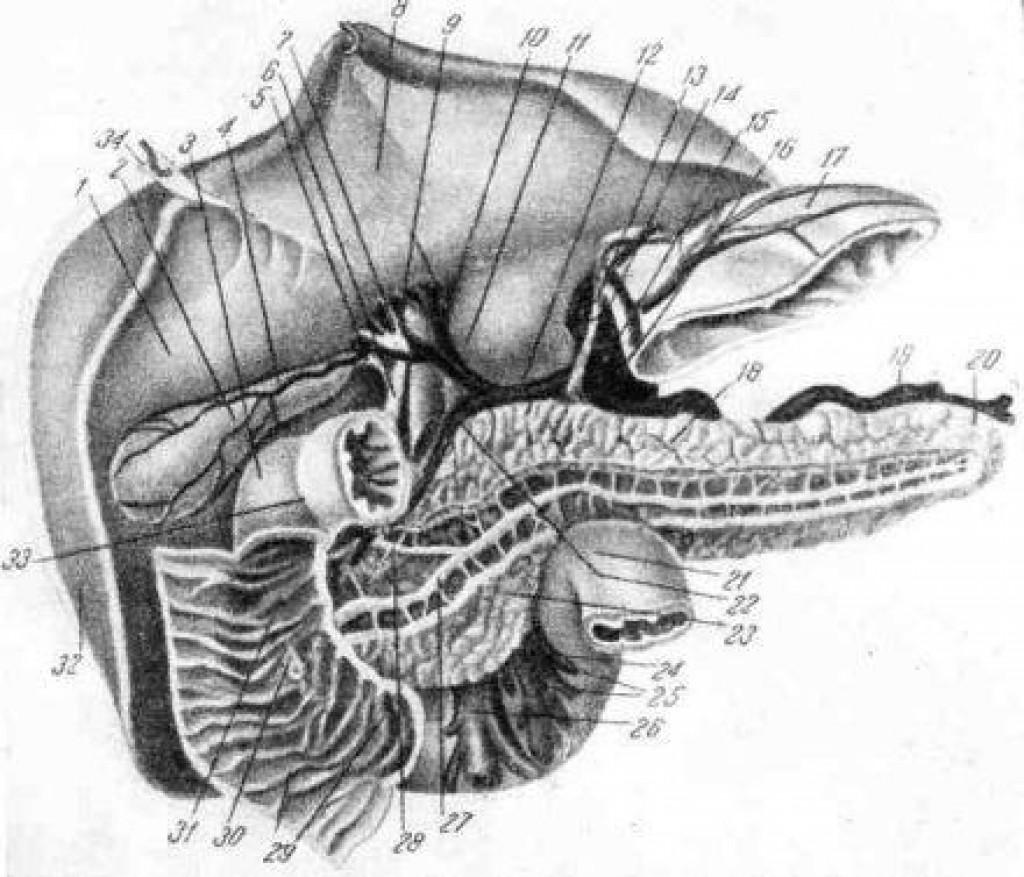 Реферат: Анатомия поджелудочной железы