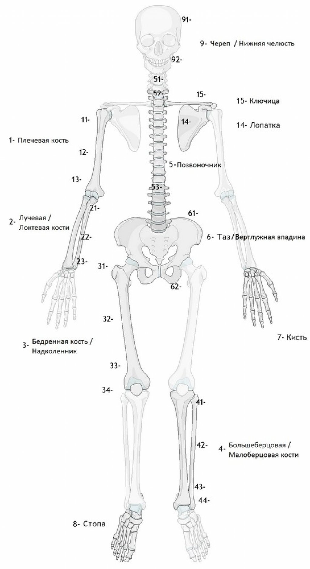 Классификация переломов трубчатых костей AO (Мюллера)