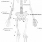 Классификация переломов трубчатых костей Мюллера АО (Ассоциации Осетосинтеза) Рис 1 Система нумерации по AO/OTA
