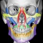 Контрфорсы черепа Система лицевых контрфорсов