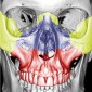 Классификация переломов верхней челюсти Ле-Фор Классификация переломов Ле Фор
