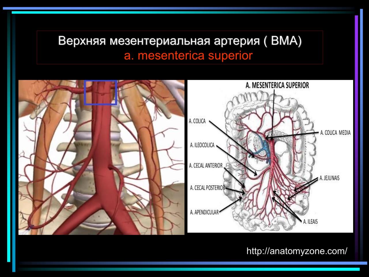Мезентериальная ишемия. Мезентериальные сосуды анатомия схема. Верхняя брыжеечная артерия анатомия. Брыжеечные артерии анатомия. Верхняя брыжеечная артерия схема.