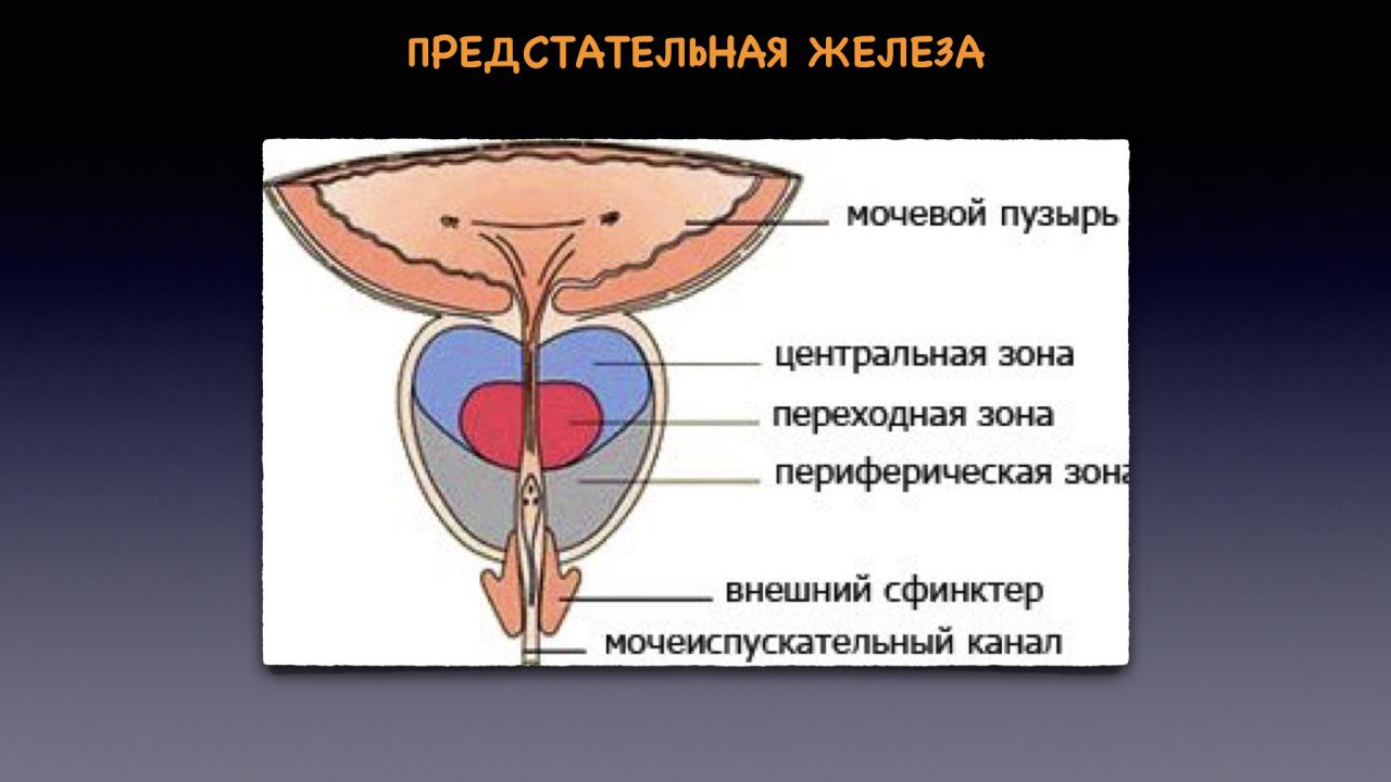 Транзиторная зона предстательной железы. Фибромускулярная Строма предстательной железы это. Схема строения предстательной железы. Строение предстательной железы доли. Предстательная железа анатомия зоны.