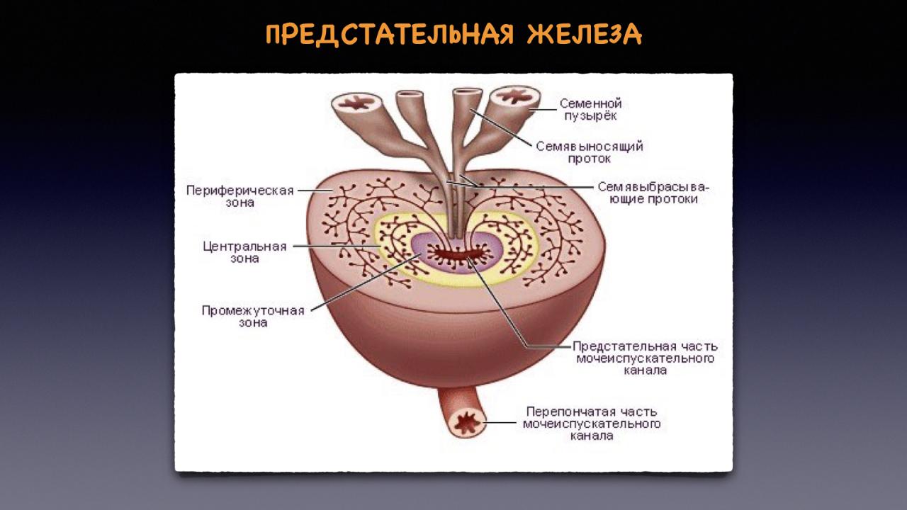Головка простата. Предстательная железа анатомия строение. Функции предстательной железы анатомия. Строение семенного бугорка гистология. Строение стенки предстательной железы.