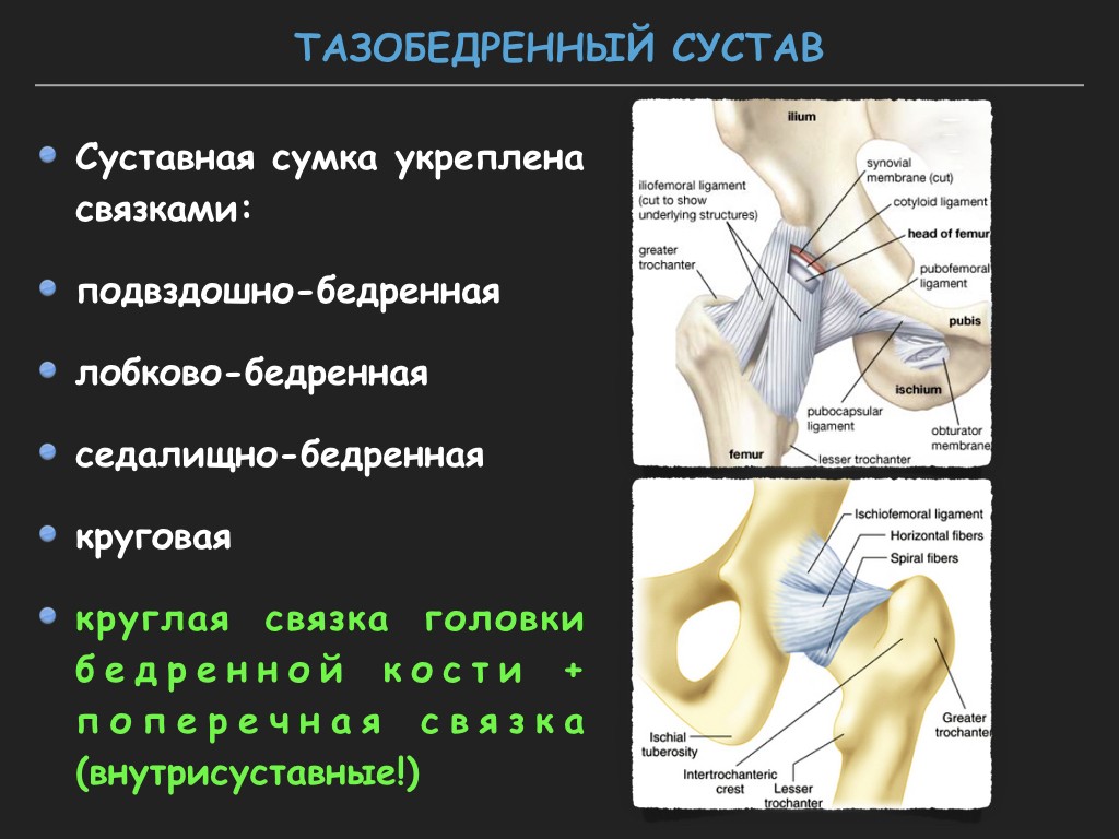 Тазобедренный сустав соединение. Тазобедренный сустав анатомия человека строение и функции. Анатомия тазобедренного сустава кости. Мышцы тазобедренного сустава анатомия. Анатомическая структура тазобедренного сустава.