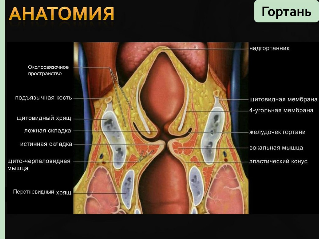 Анатомия гортани фото